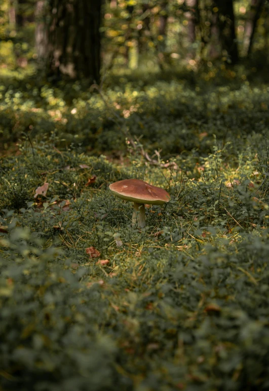 a small mushroom sitting on top of a lush green field