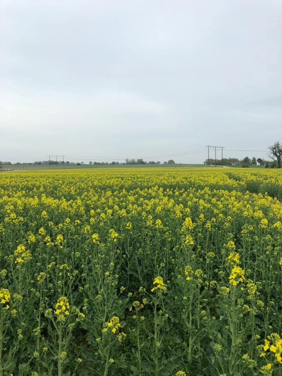 a large field full of yellow flowers next to a telephone pole