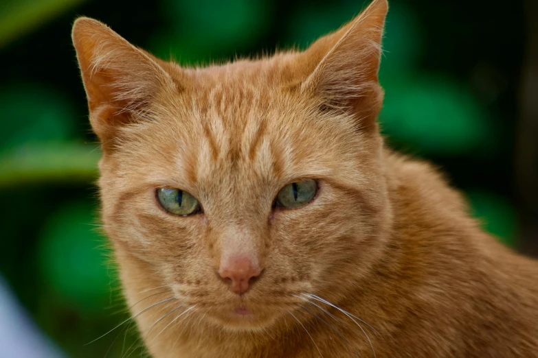 a yellow cat with blue eyes staring directly into the camera