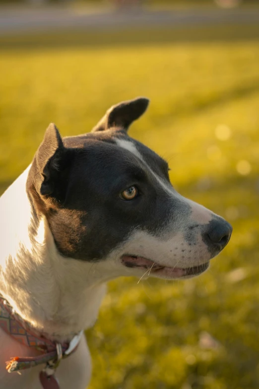 a dog with a collar in the grass