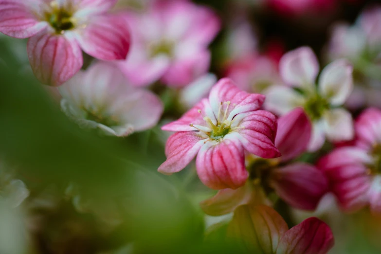 pink flowers in a group growing outside