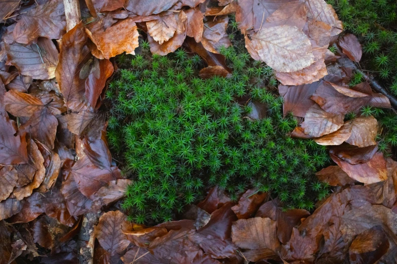 green moss and leaves in the middle of a field