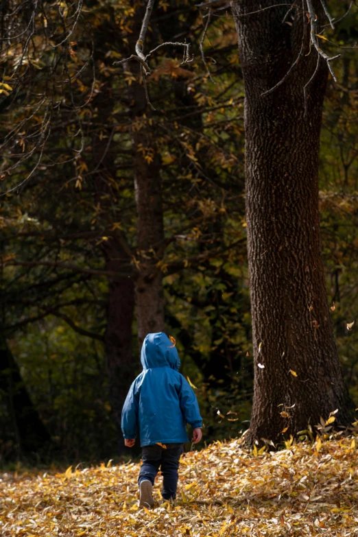 a person in a blue coat walking by trees