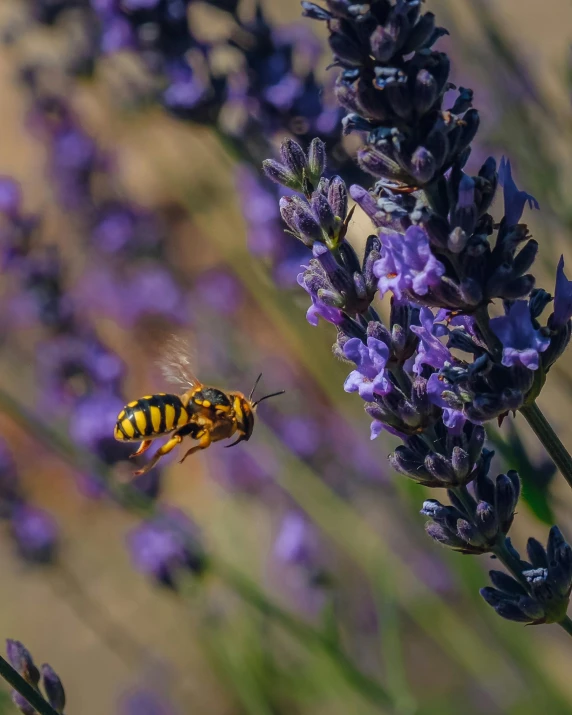 a yellow and black bug is on a purple flower