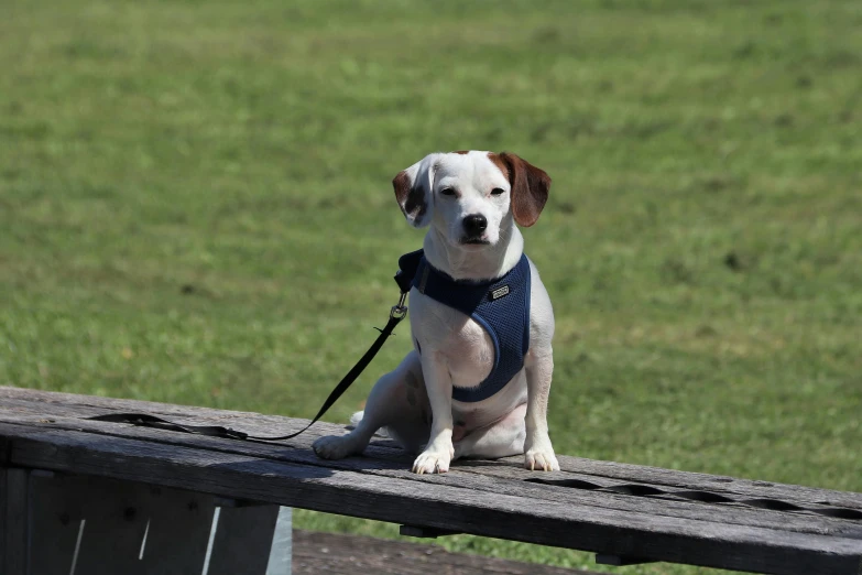 small dog wearing a blue harness on a bench