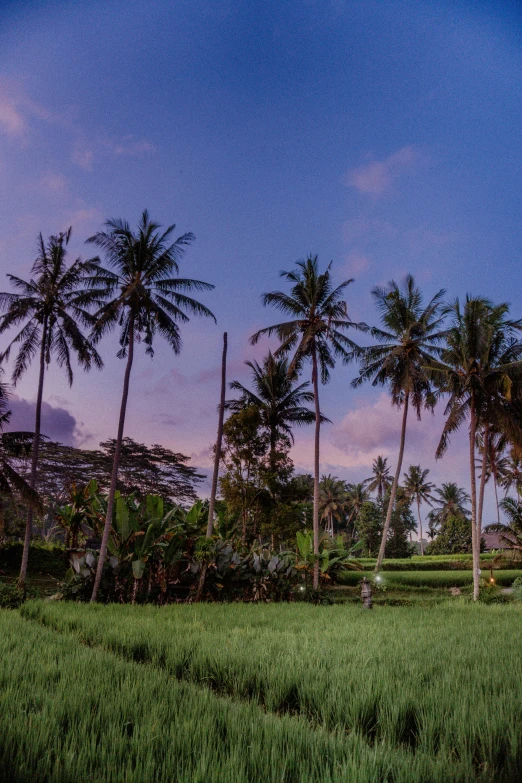 palm trees standing up against the blue sky