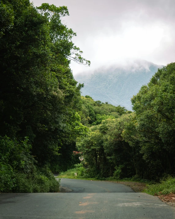 a lush green forest surrounding a quiet road