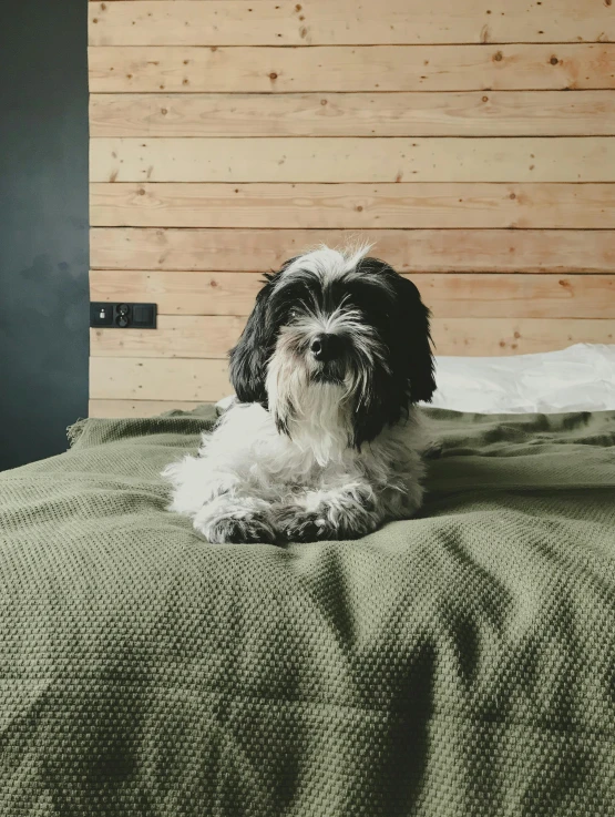 a small dog laying on top of a green bed