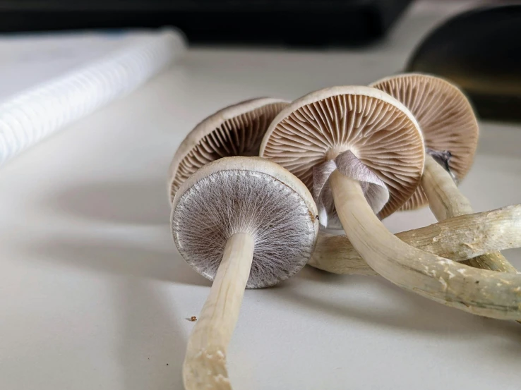 a close up of a bunch of mushrooms on a white surface