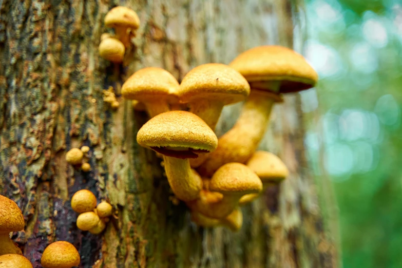 a group of mushrooms on the side of a tree trunk