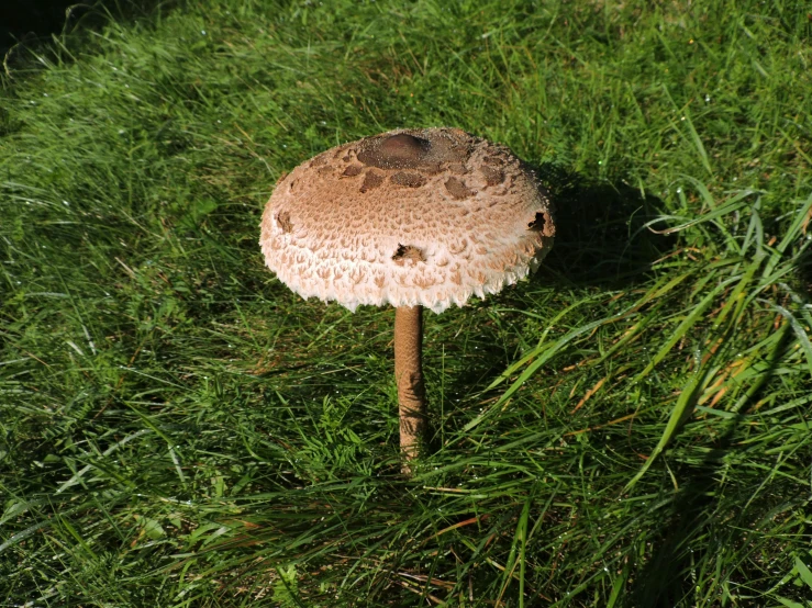 mushroom with brown spots on it standing in the grass