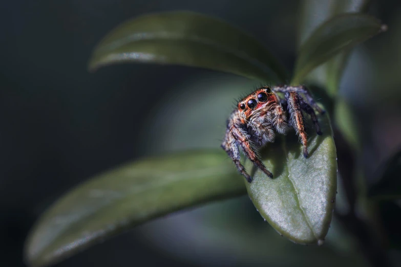 a spider sitting on top of a leaf