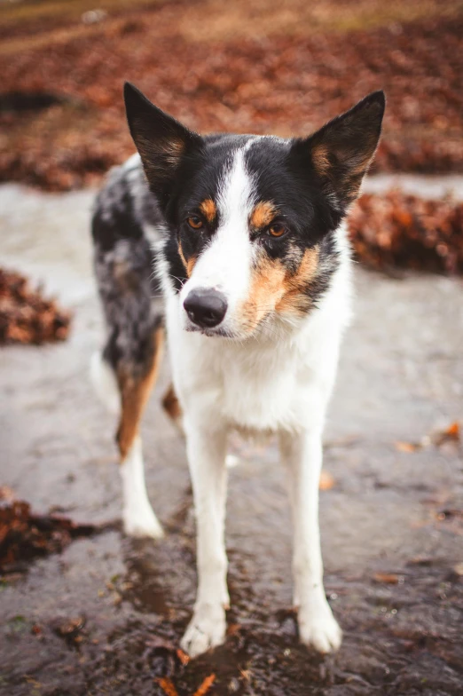 a dog standing on a wet road near fallen leaves