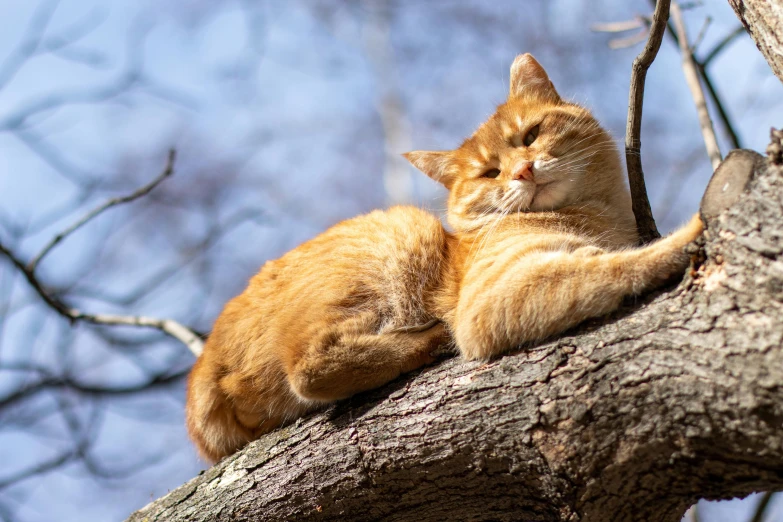 a yellow cat resting in a tree