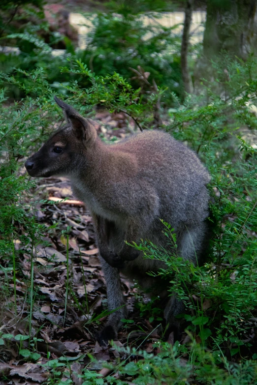 small grey kangaroo standing in grassy area with trees