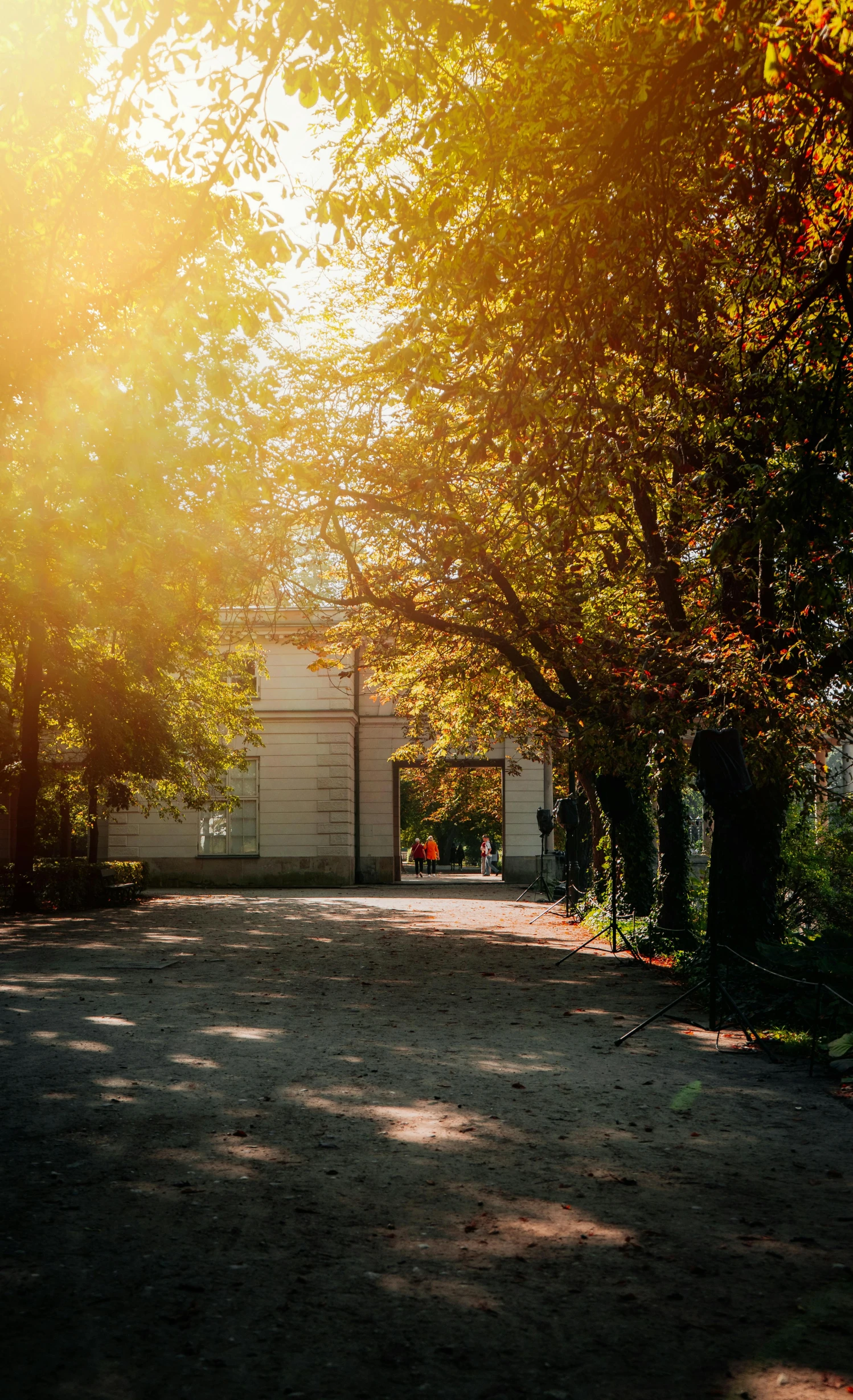 some sun shines on the ground by some trees