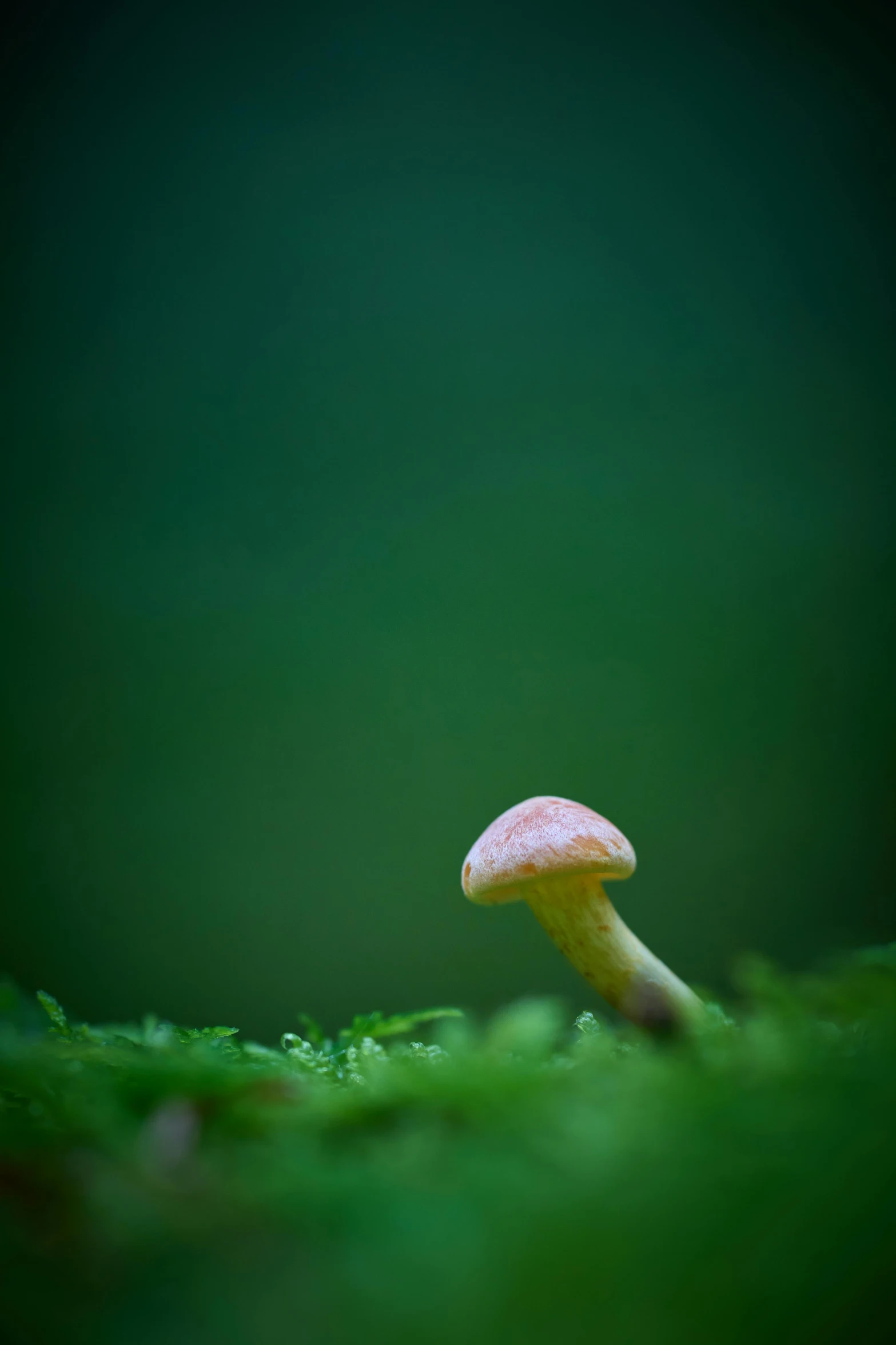 a couple of mushrooms that are in the grass