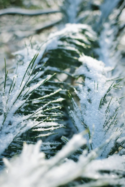 a view of some ice covered trees in a winter scene