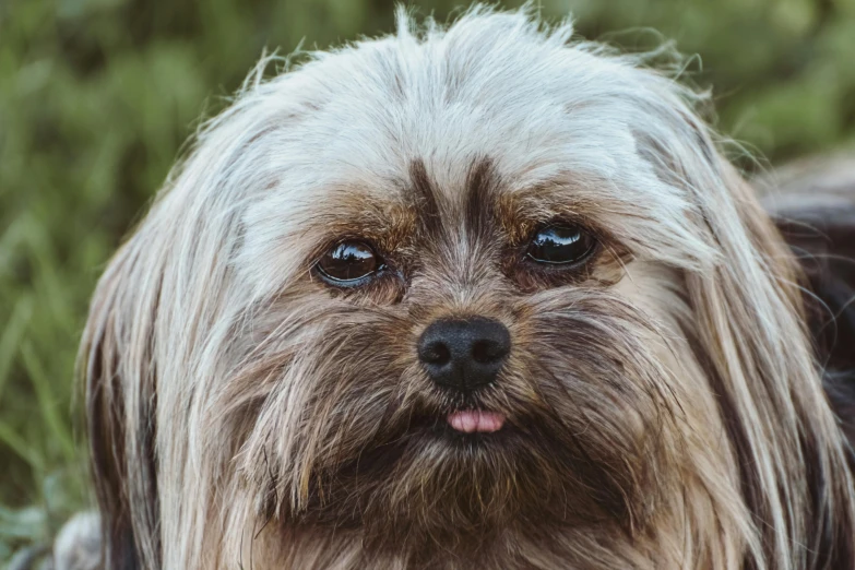 a dog with its tongue hanging out looking to the left