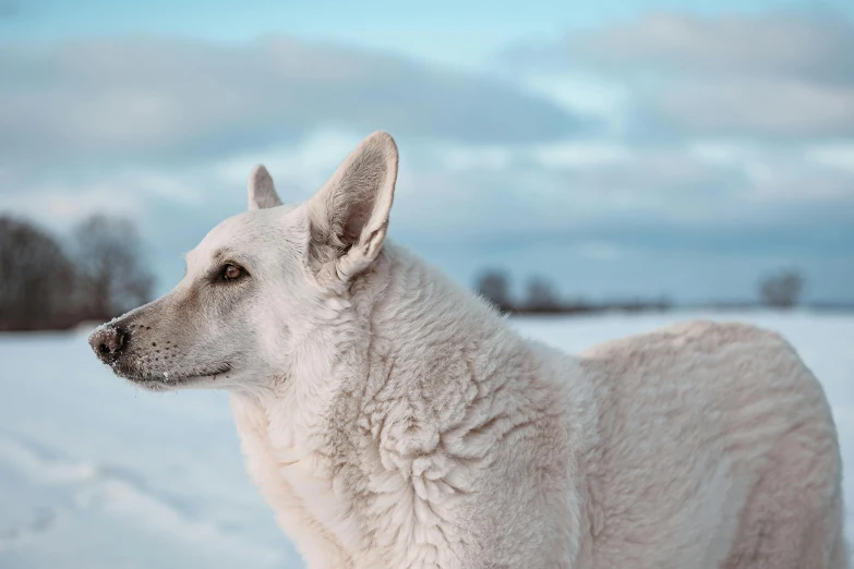 a large white dog standing in a snowy field