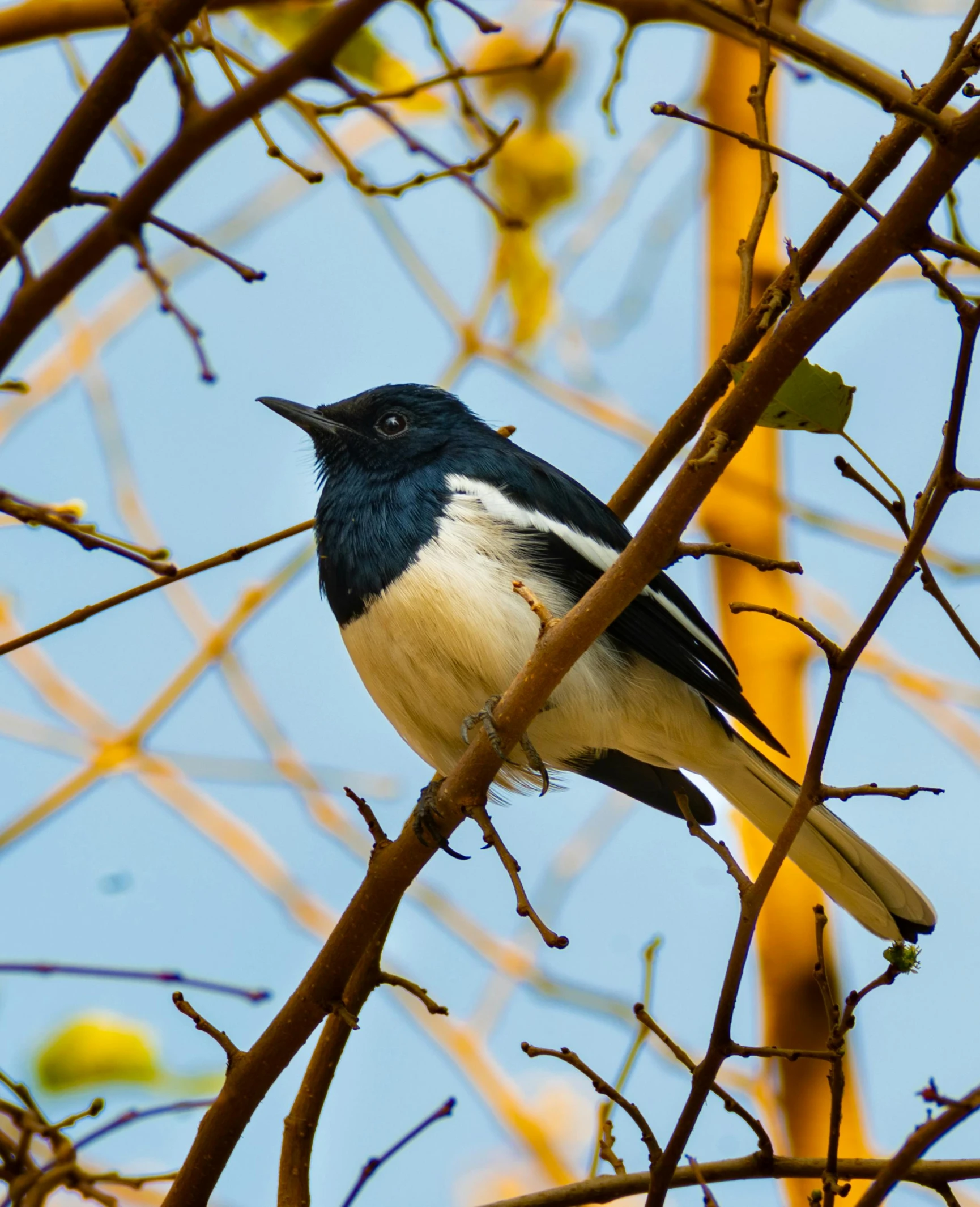 a bird with a long tail sitting on a nch