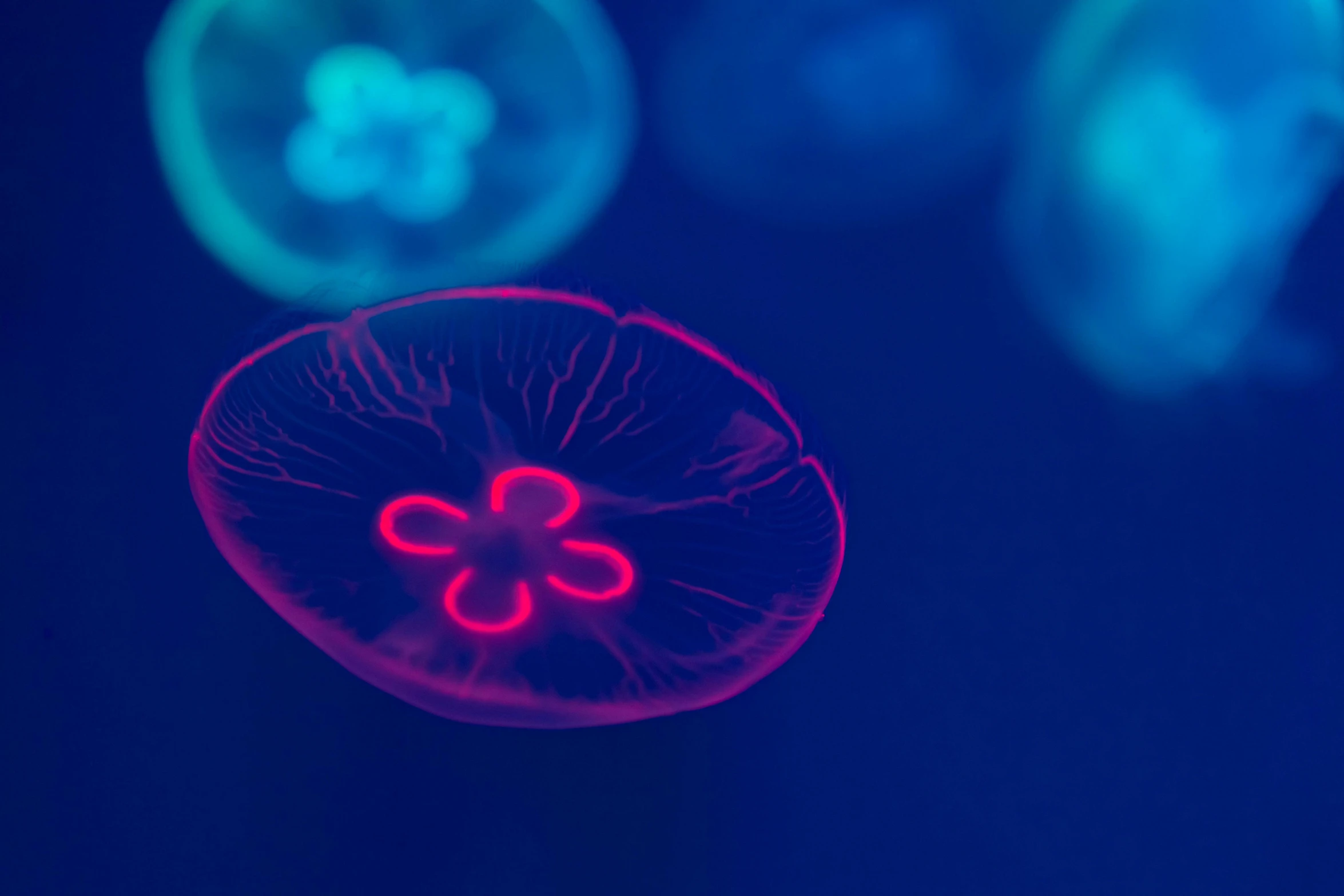 a single jellyfish floating through blue water