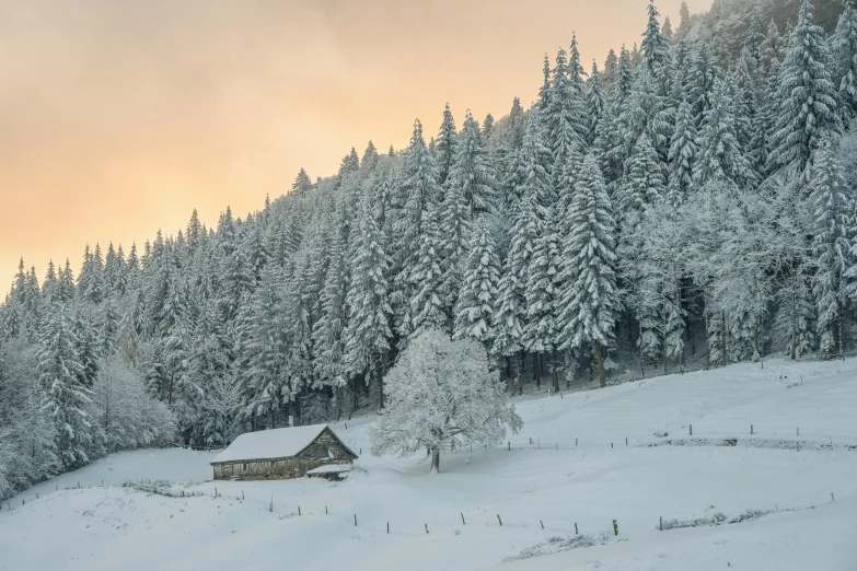 trees in the middle of a snow covered field