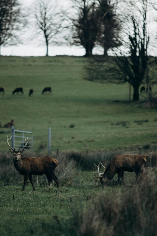 two elk grazing on a grass covered field