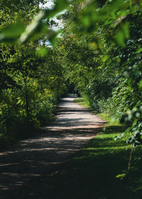 a path lined with trees leading in to the woods