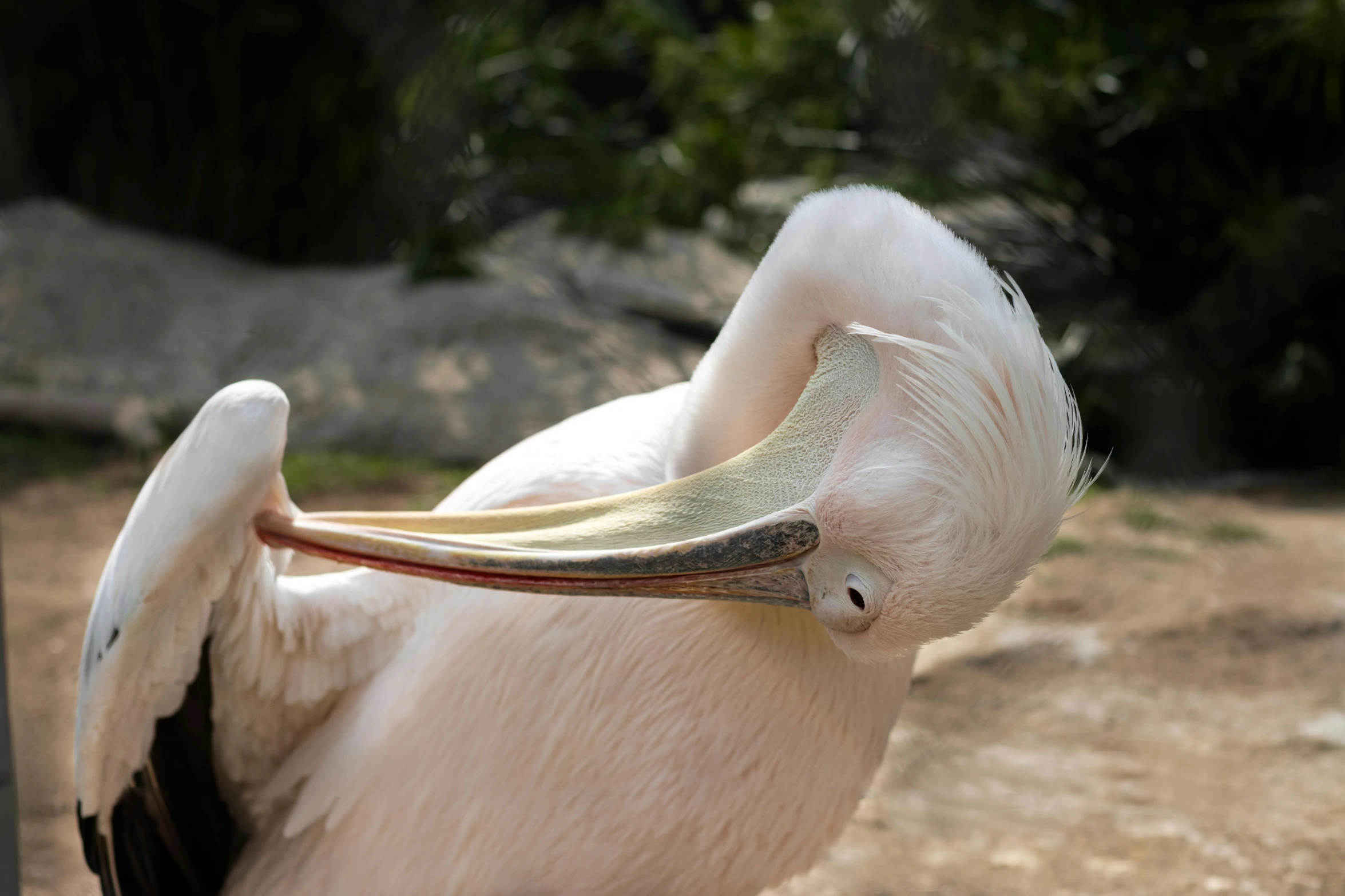 an old bird has its nose open and it looks like it has been dying