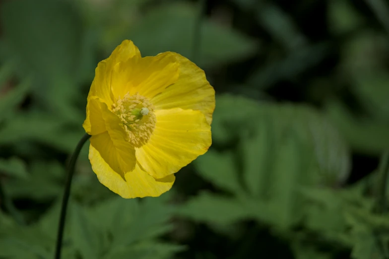 a yellow flower with a green leaf in the background