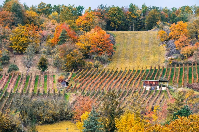 a farm with lots of trees on the other side