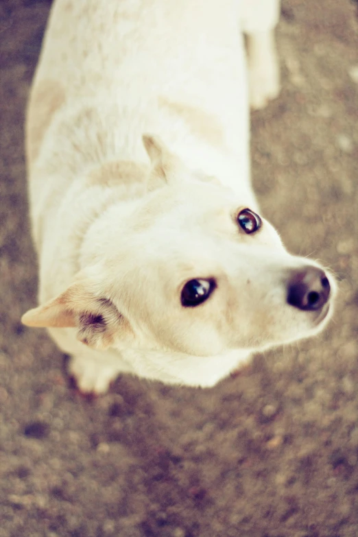 a closeup image of a dog looking up