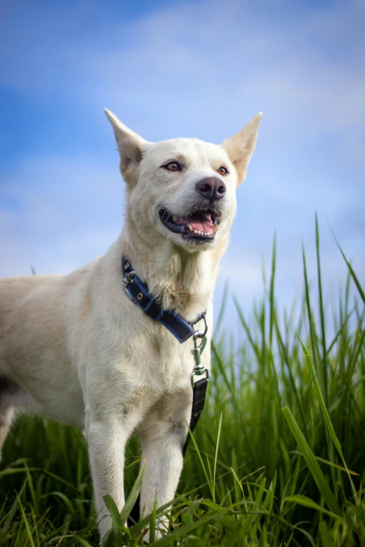 a white dog stands on green grass looking at the camera