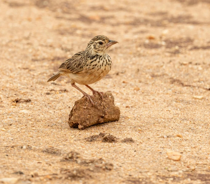 the little bird sits on the rock alone