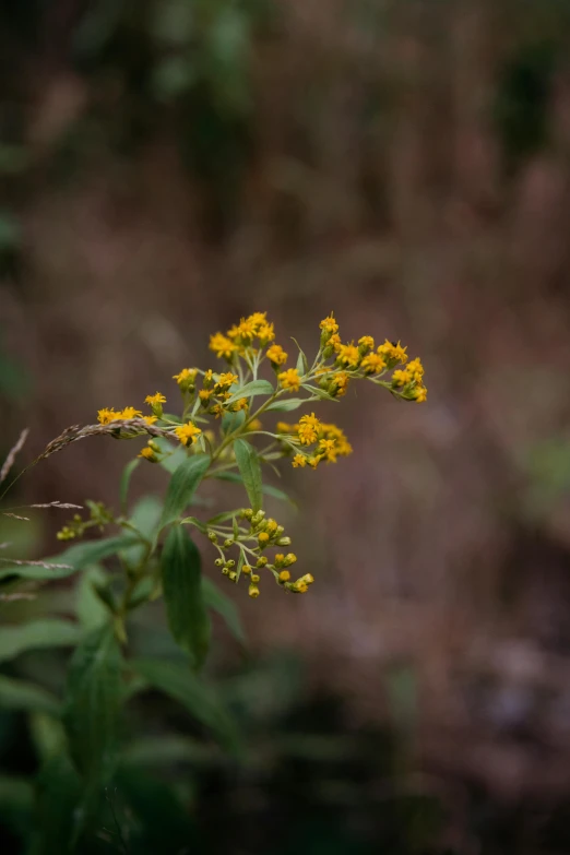 some yellow flowers near a dirt area