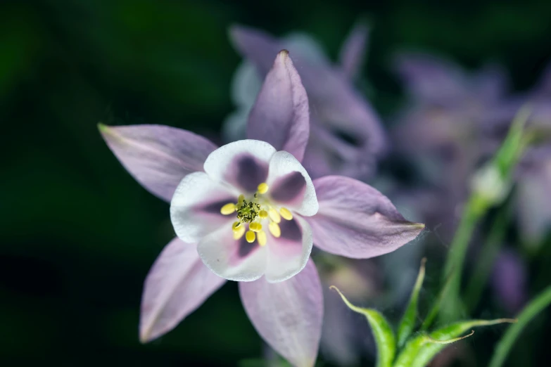 a large purple flower that is blooming from a bud