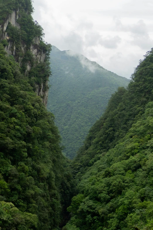 the mountains are covered with thick vegetation and green