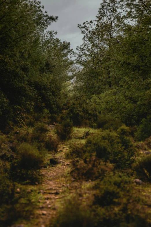 an image of an empty path through the woods