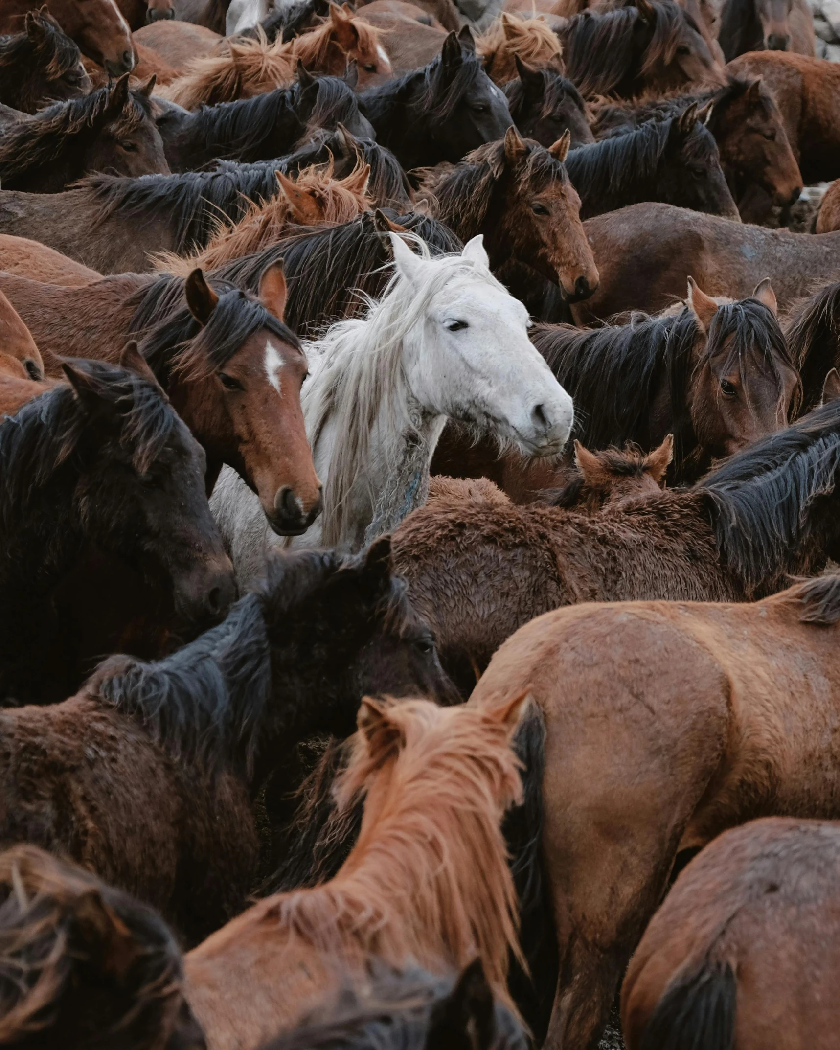 a large herd of horses are all together