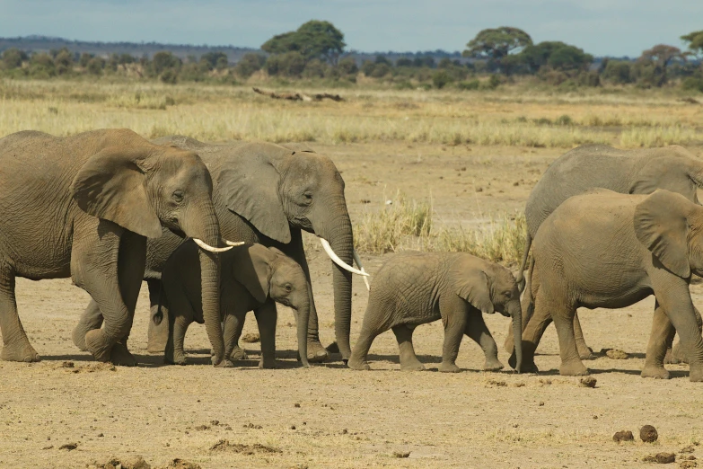 a herd of elephants walking across a dry grass covered field