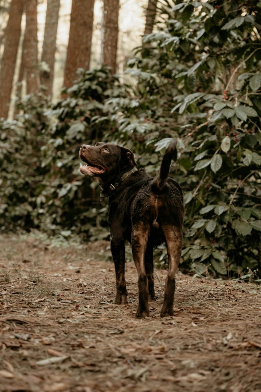 an adorable dog standing in the woods