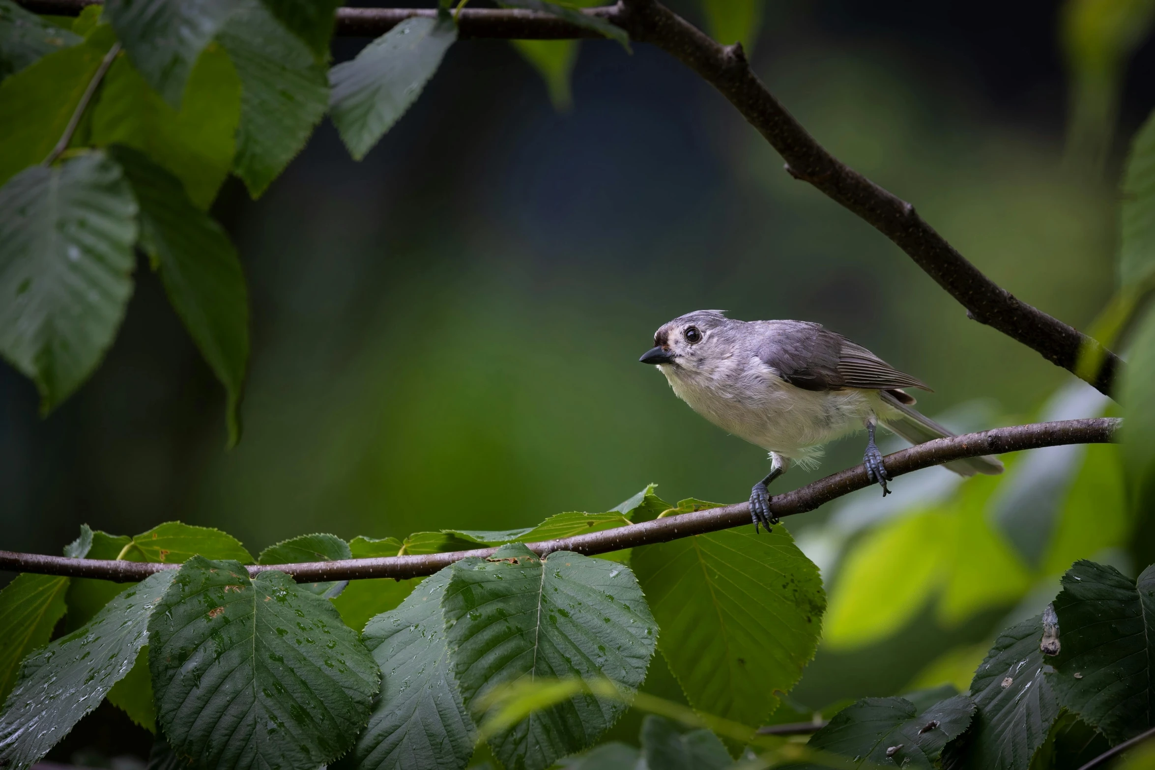 a bird is sitting on a nch outside