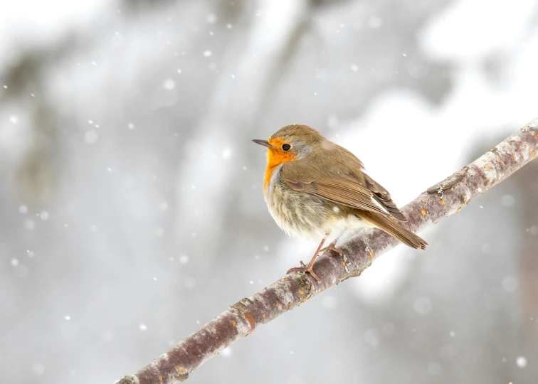 a little bird that is sitting on a nch