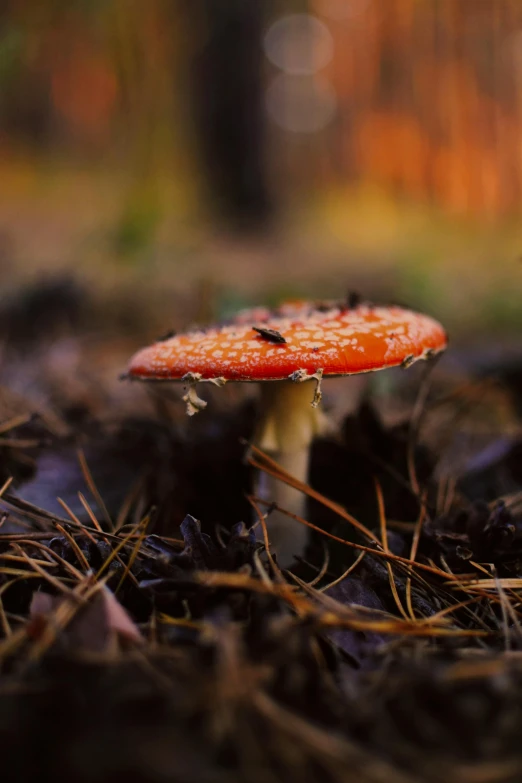 a red mushroom that is growing on the ground