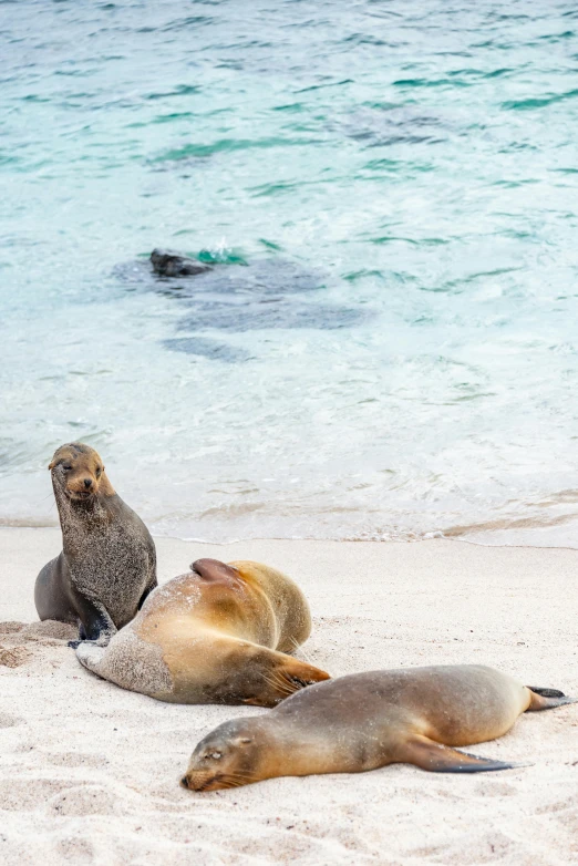 two sea lions laying down on the beach