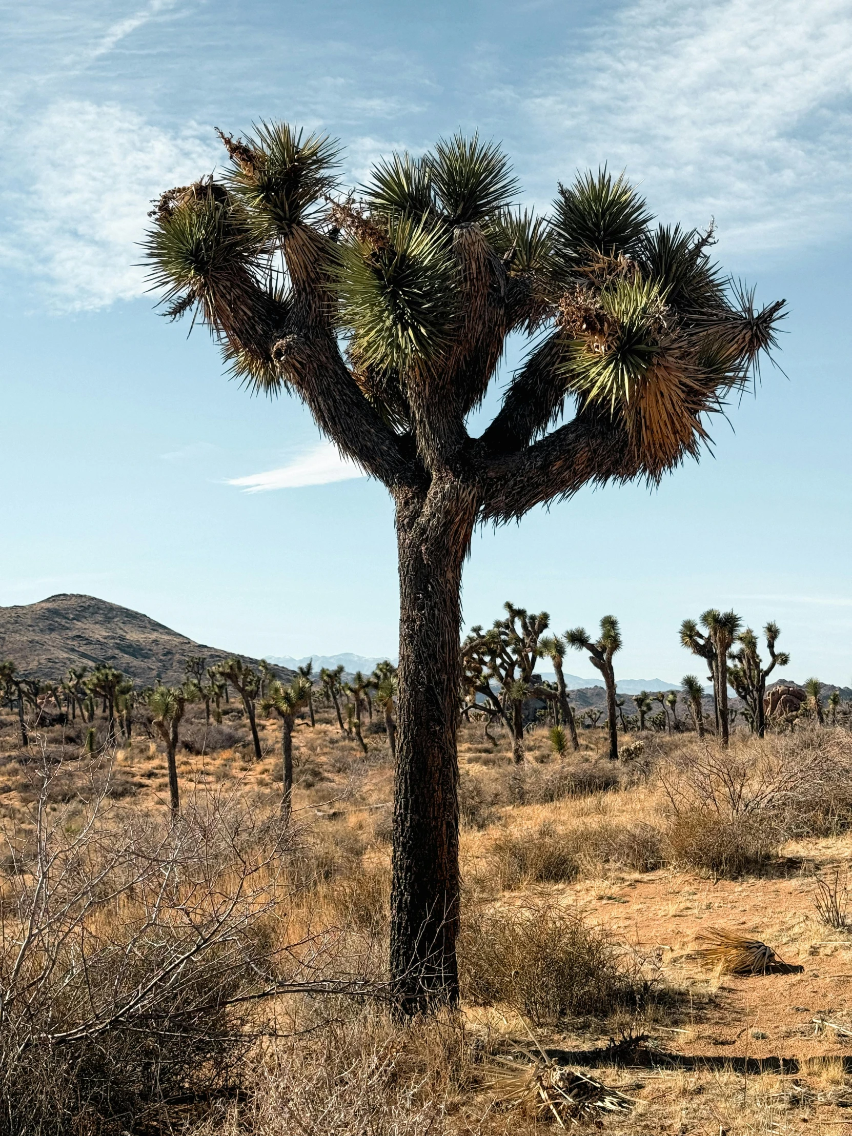 a joshua tree in the middle of nowhere with blue sky above