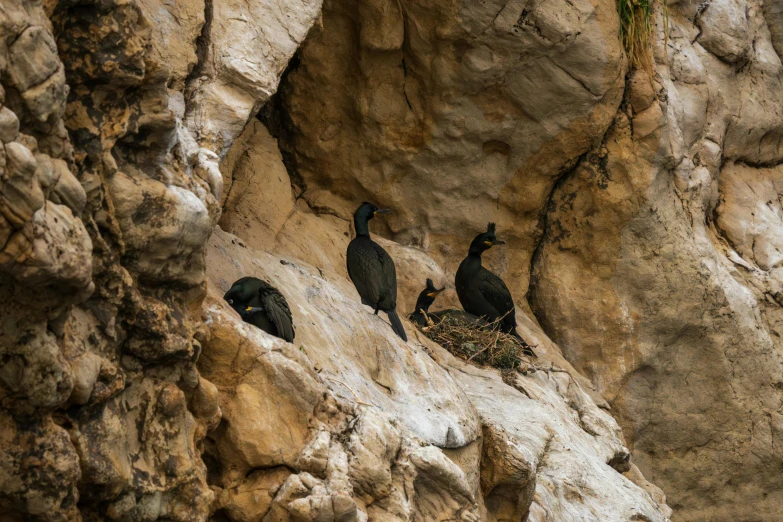 birds sitting in a nest on a rocky cliff