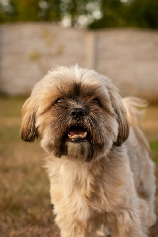 a dog looking at the camera with a very long hair