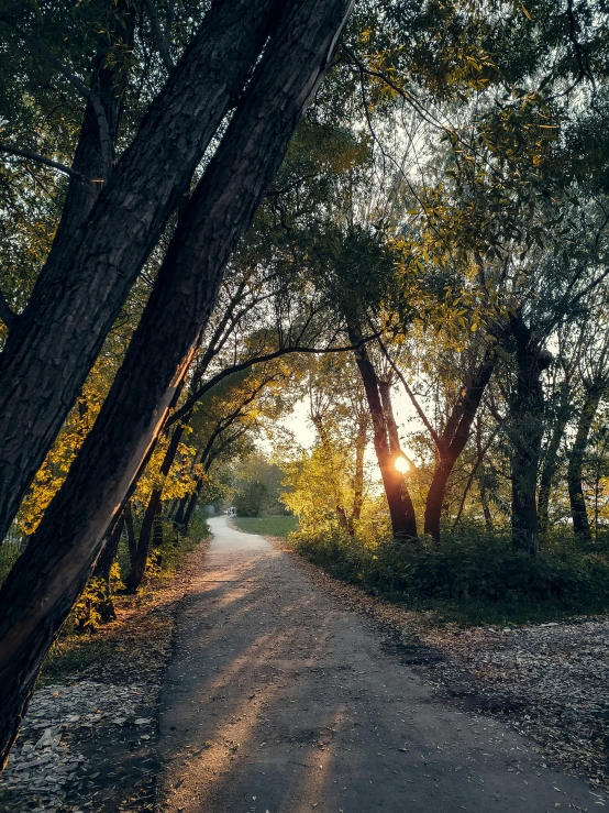 this is an image of the sun peeking through trees